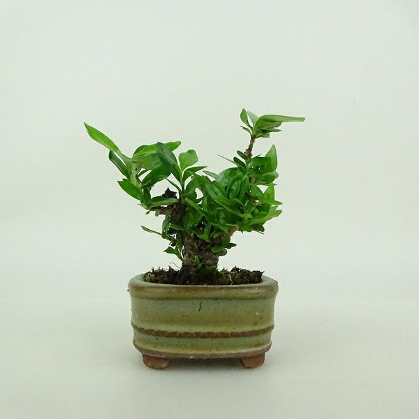 盆栽 梔子 ミニ盆栽 樹高 約7cm くちなし Gardenia jasminoides クチナシ アカネ科 クチナシ属 常緑樹 鑑賞用 観賞用 小品 b1199274634