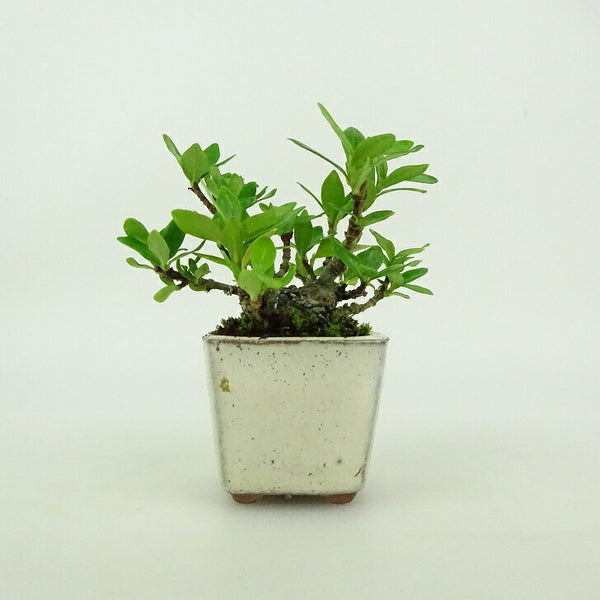 盆栽 梔子 ミニ盆栽 樹高 約6cm くちなし Gardenia jasminoides クチナシ アカネ科 クチナシ属 常緑樹 鑑賞用 観賞用 小品 f1199270502