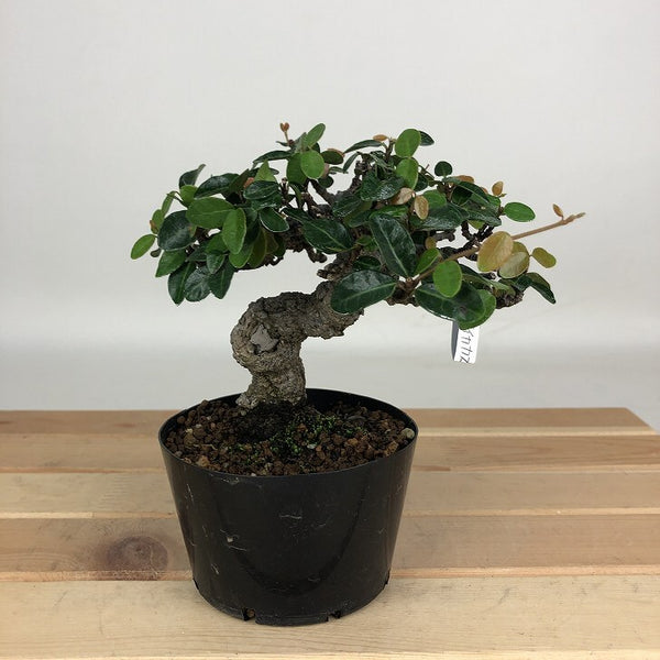 盆栽 定家葛 樹高 約10cm ていかかずら テイカカズラ つる性 キョウチクトウ科 常緑樹 紅葉 鑑賞用 観賞用 小品 v1199296984