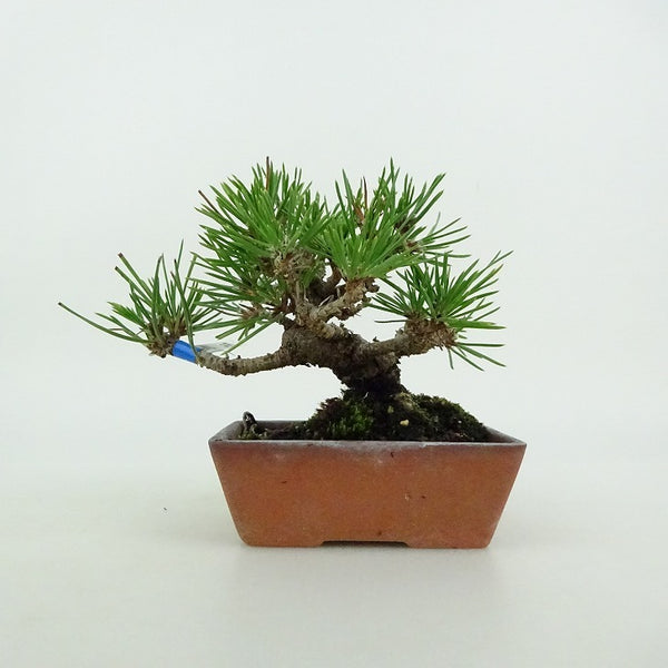 盆栽 松 黒松 ミニ盆栽 樹高 約9cm くろまつ Pinus thunbergii クロマツ マツ科 常緑針葉樹 鑑賞用 観賞用 小品 v1199292492