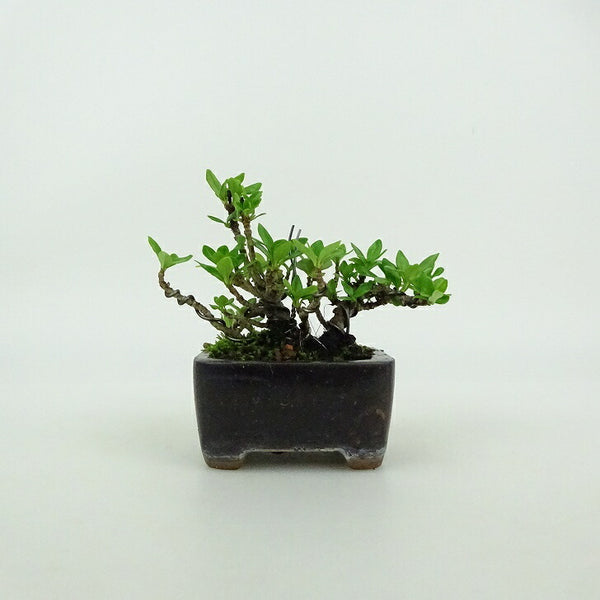 盆栽 梔子 ミニ盆栽 樹高 約6cm くちなし Gardenia jasminoides クチナシ アカネ科 クチナシ属 常緑樹 鑑賞用 観賞用 小品 l1199271909