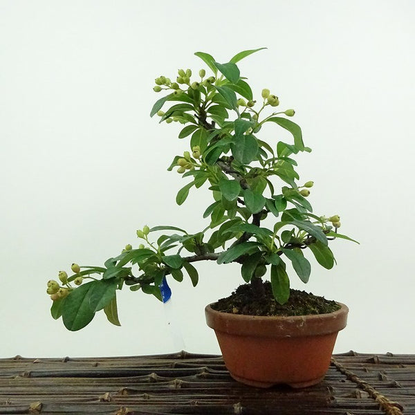 盆栽 コトネアスター 樹高 約19cm Cotoneaster バラ科 コトネアスター属 常緑～半常緑 鑑賞用 観賞用 小品 r1199261246