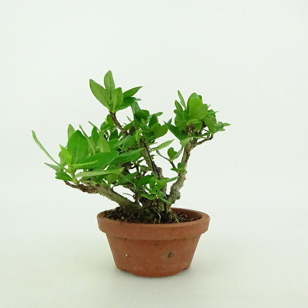 盆栽 梔子 ミニ盆栽 樹高 約8cm くちなし Gardenia jasminoides クチナシ アカネ科 クチナシ属 常緑樹 鑑賞用 観賞用 小品 s1199277354