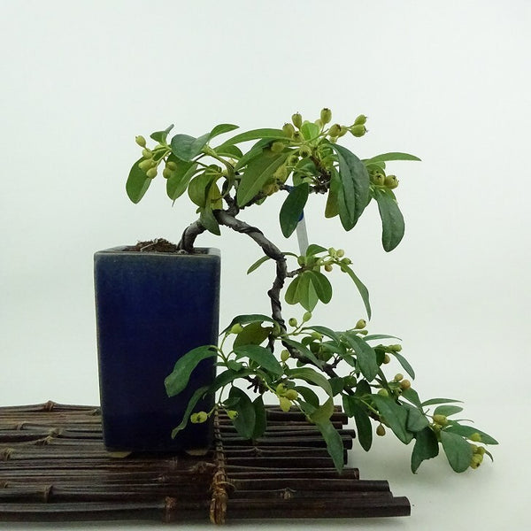 盆栽 コトネアスター 樹高 上下 約18cm Cotoneaster バラ科 コトネアスター属 常緑～半常緑 鑑賞用 観賞用 小品 l1199271382