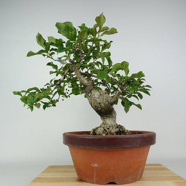 盆栽 沢蓋木 樹高 約35cm さわふたぎ Symplocos sawafutagi サワフタギ ハイノキ科 ハイノキ属 落葉樹 鑑賞用 観賞用 r1199264472