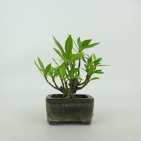 盆栽 梔子 ミニ盆栽 樹高 約9cm くちなし Gardenia jasminoides クチナシ アカネ科 クチナシ属 常緑樹 鑑賞用 観賞用 小品 d1199283665