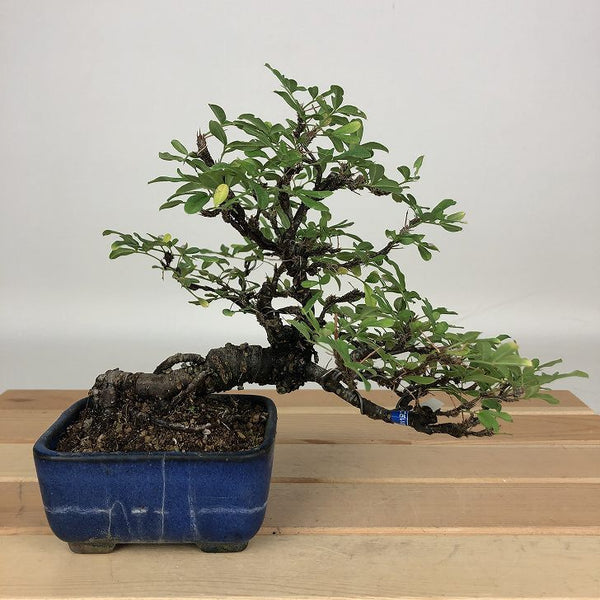 盆栽 目木 樹高 約14cm めぎ メギ メギ科 落葉樹 鑑賞用 観賞用 小品 1199264758