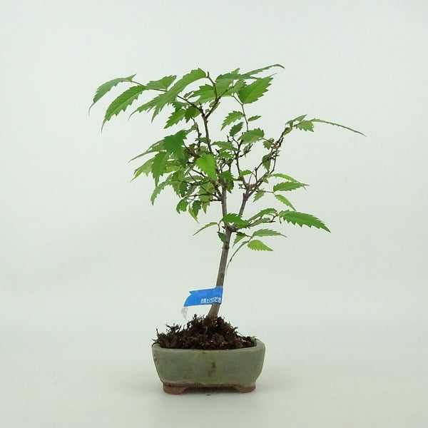盆栽 欅 ミニ盆栽 樹高 約14cm けやき Zelkova serrata ケヤキ 紅葉 ニレ科 ケヤキ属 落葉樹 鑑賞用 観賞用 小品 v1199299620
