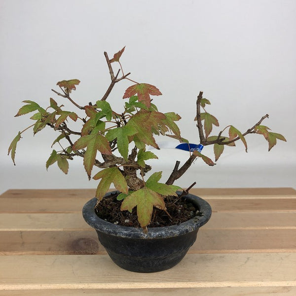 盆栽 楓 樹高 約12cm かえで Acer カエデ 紅葉 カエデ科 落葉樹 鑑賞用 観賞用 小品 k1199272550
