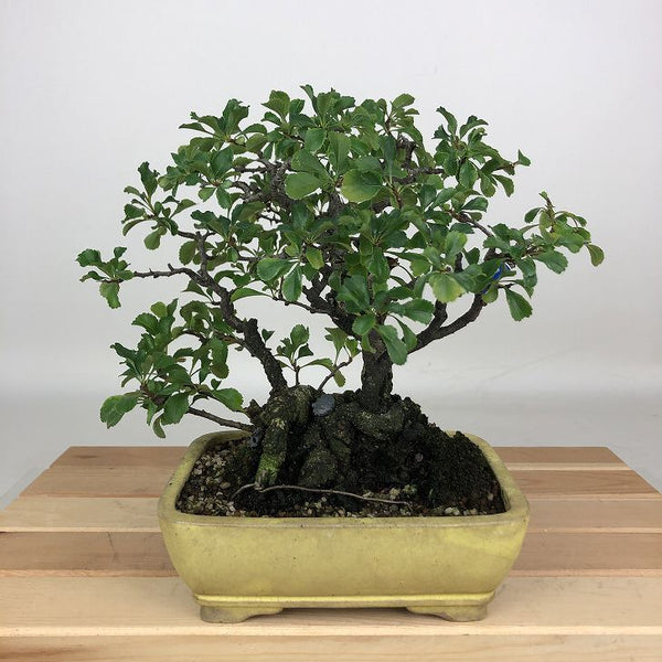 盆栽 梅 長寿梅 樹高 約18cm ちょうじゅばい チョウジュバイ バラ科 ボケ属 落葉樹 鑑賞用 観賞用 小品 m1199271155