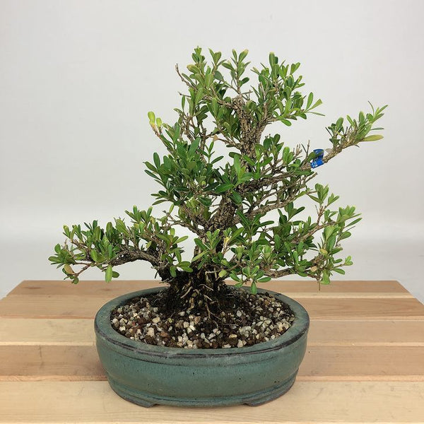 盆栽 台湾黄楊 樹高 約17cm たいわんつげ タイワンツゲ 柘植 ツゲ科 常緑樹 鑑賞用 観賞用 小品 n1199271161