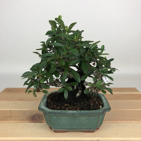 盆栽 ピラカンサ 樹高 約14cm Pyracantha 黄 黄実 バラ科 常緑樹 鑑賞用 観賞用 小品 m1199271450