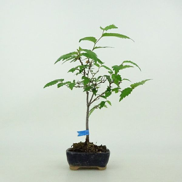 盆栽 欅 ミニ盆栽 樹高 約14cm けやき Zelkova serrata ケヤキ 紅葉 ニレ科 ケヤキ属 落葉樹 鑑賞用 観賞用 小品 1199265204