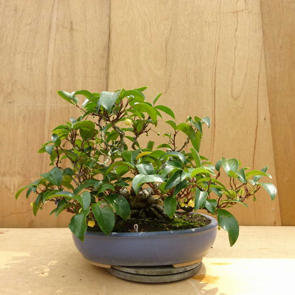 盆栽 美男葛 樹高 約40cm びなんかずら Kadsura japonica ビナンカズラ マツブサ科 常緑樹 つる性 鑑賞用 観賞用 中型 f1199272006