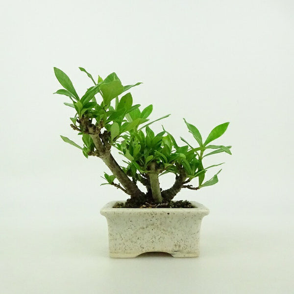 盆栽 梔子 ミニ盆栽 樹高 約8cm くちなし Gardenia jasminoides クチナシ アカネ科 クチナシ属 常緑樹 鑑賞用 観賞用 小品 w1199271011