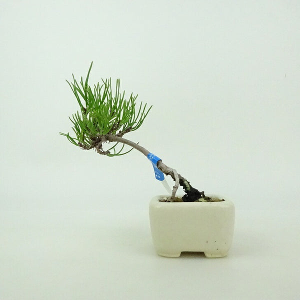 盆栽 松 這松 ミニ盆栽 樹高 約8cm はいまつ Pinus pumila ハイマツ マツ科 常緑針葉樹 鑑賞用 観賞用 小品 d1199283018