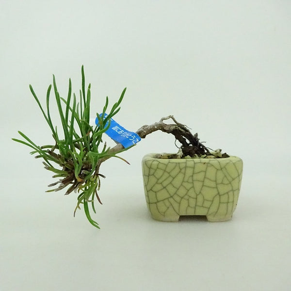 盆栽 松 這松 ミニ盆栽 樹高 上下 約5cm はいまつ Pinus pumila ハイマツ マツ科 常緑針葉樹 鑑賞用 観賞用 小品 f1199271454