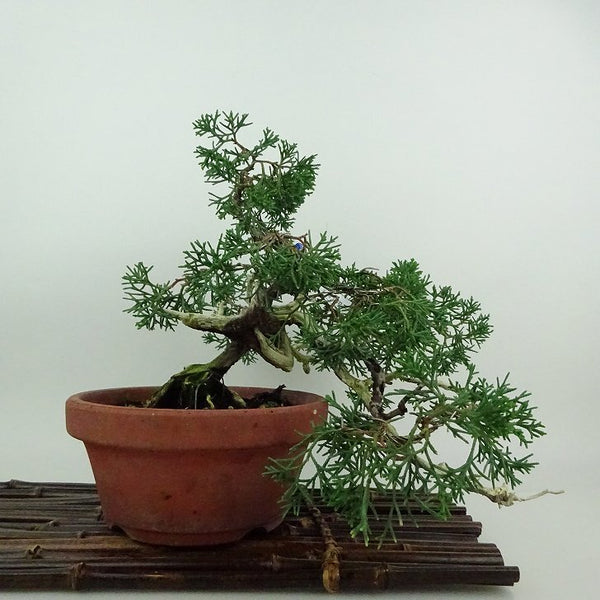 盆栽 真柏 紀州 樹高 上下 約22cm しんぱく Juniperus chinensis シンパク ジン シャリ ヒノキ科 常緑樹 鑑賞用 観賞用 u1200161454