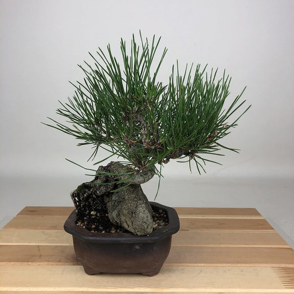 盆栽 松 黒松 樹高 約20cm くろまつ Pinus thunbergii クロマツ 石付 マツ科 常緑針葉樹 鑑賞用 観賞用 小品 k1200138292