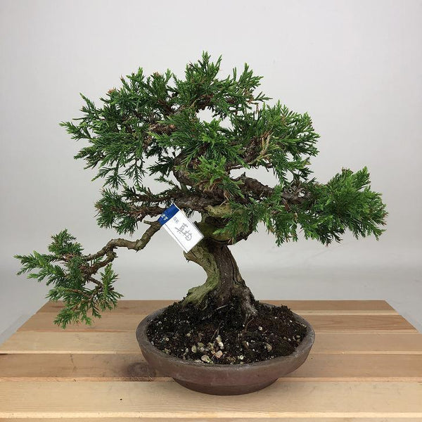盆栽 真柏 樹高 約21cm しんぱく Juniperus chinensis シンパク ジン シャリ ヒノキ科 常緑樹 鑑賞用 観賞用 q1200148112