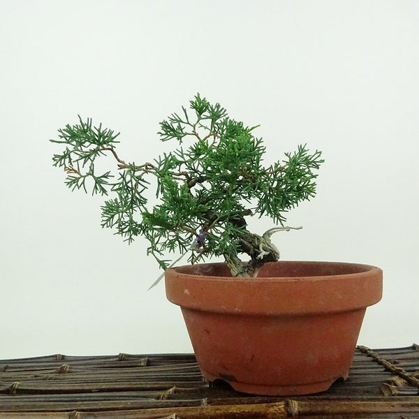盆栽 真柏 紀州 樹高 約14cm しんぱく Juniperus chinensis シンパク ジン シャリ ヒノキ科 常緑樹 鑑賞用 観賞用 小品 g1200148484