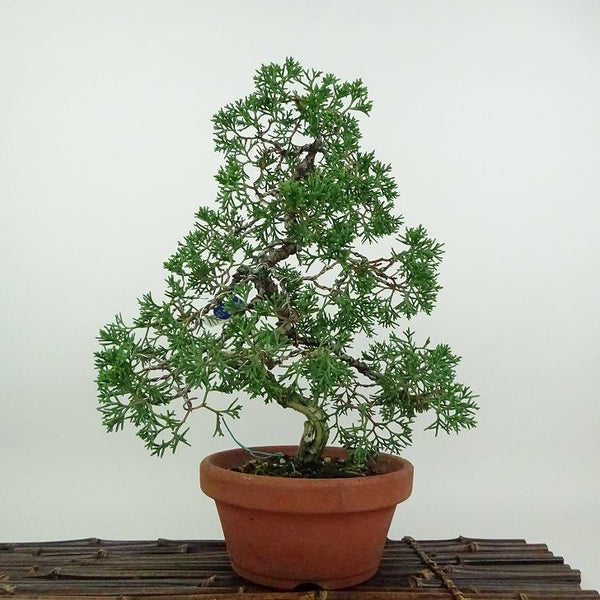 盆栽 真柏 紀州 樹高 約28cm しんぱく Juniperus chinensis シンパク ジン シャリ ヒノキ科 常緑樹 鑑賞用 観賞用 u1200160164