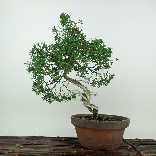 盆栽 真柏 紀州 樹高 約29cm しんぱく Juniperus chinensis シンパク ジン シャリ ヒノキ科 常緑樹 鑑賞用 観賞用 x1200142963
