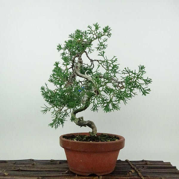 盆栽 真柏 紀州 樹高 約26cm しんぱく Juniperus chinensis シンパク ジン シャリ ヒノキ科 常緑樹 鑑賞用 観賞用 h1200150997