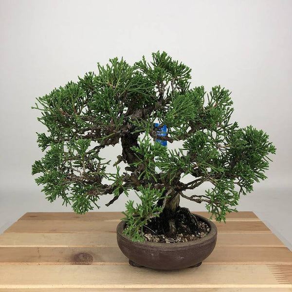 盆栽 真柏 樹高 約21cm しんぱく Juniperus chinensis シンパク ジン シャリ ヒノキ科 常緑樹 鑑賞用 観賞用 g1200152016