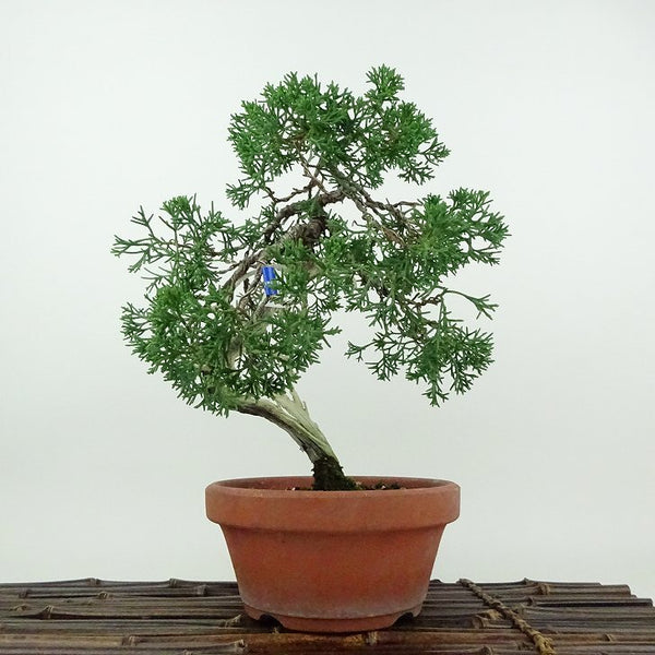 盆栽 真柏 紀州 樹高 約25cm しんぱく Juniperus chinensis シンパク ジン シャリ ヒノキ科 常緑樹 鑑賞用 観賞用 1200132880