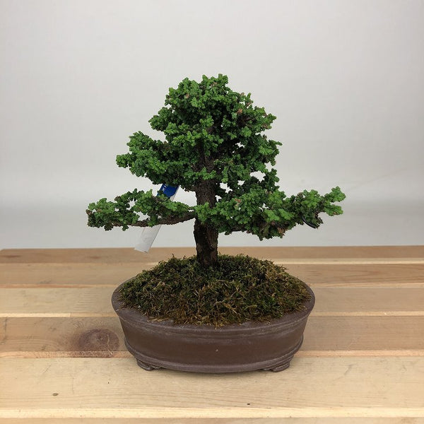 盆栽 桧 石化桧 樹高 約12cm せっかひのき Chamaecyparis obtusa セッカヒノキ ヒノキ科 常緑樹 鑑賞用 観賞用 小品 k1200138595