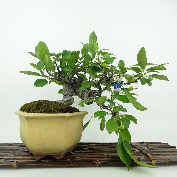 盆栽 海棠 樹高 上下 約22cm かいどう カイドウ バラ科 落葉樹 鑑賞用 観賞用 u1200154835