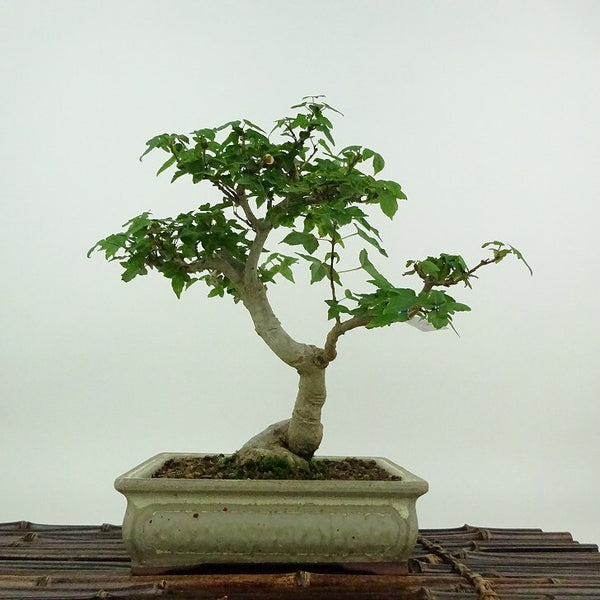 盆栽 楓 樹高 約21cm かえで Acer カエデ 紅葉 カエデ科 落葉樹 鑑賞用 観賞用 b1200148093