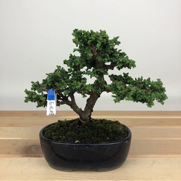 盆栽 桧 石化桧 樹高 約10cm せっかひのき Chamaecyparis obtusa セッカヒノキ ヒノキ科 常緑樹 鑑賞用 観賞用 小品 b1200150474