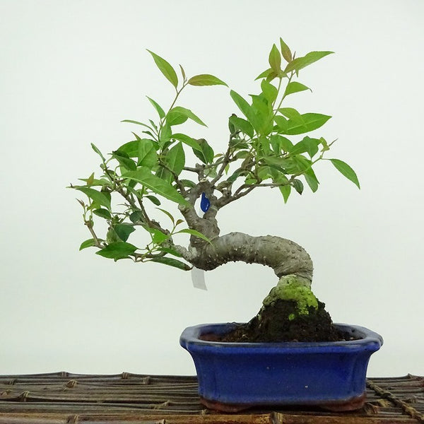 盆栽 梅擬 樹高 約22cm うめもどき ウメモドキ モチノキ科 落葉樹 鑑賞用 観賞用 r1200137879