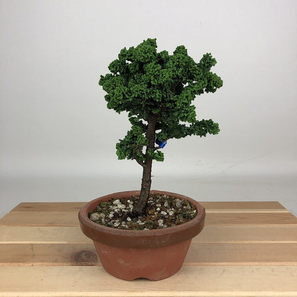 盆栽 桧 石化桧 樹高 約17cm せっかひのき Chamaecyparis obtusa セッカヒノキ ヒノキ科 常緑樹 鑑賞用 観賞用 小品 n1200146859