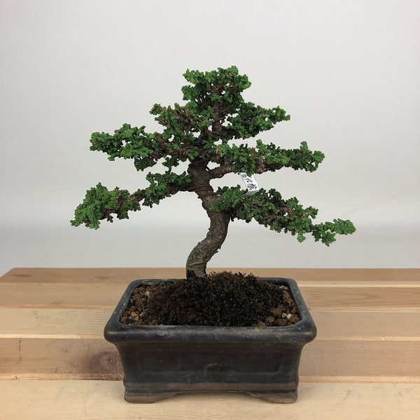 盆栽 桧 石化桧 樹高 約13cm せっかひのき Chamaecyparis obtusa セッカヒノキ ヒノキ科 常緑樹 鑑賞用 観賞用 小品 s1200148221