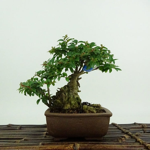 盆栽 百日紅 樹高 約11cm さるすべり サルスベリ ミソハギ科 サルスベリ属 落葉樹 鑑賞用 観賞用 小品 1200150128