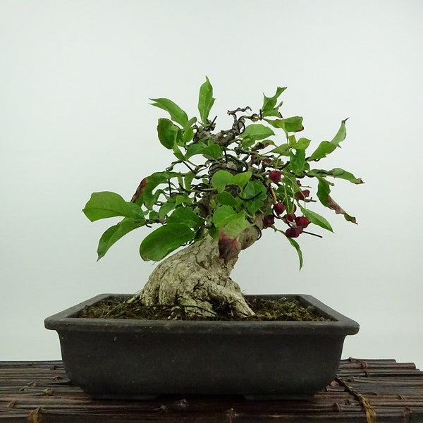 盆栽 真弓 樹高 約25cm まゆみ マユミ 赤 ニシキギ科 落葉広葉樹 鑑賞用 観賞用 u1200176508