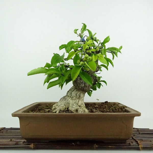 盆栽 真弓 樹高 約26cm まゆみ マユミ 白 ニシキギ科 落葉広葉樹 鑑賞用 観賞用 v1200189710