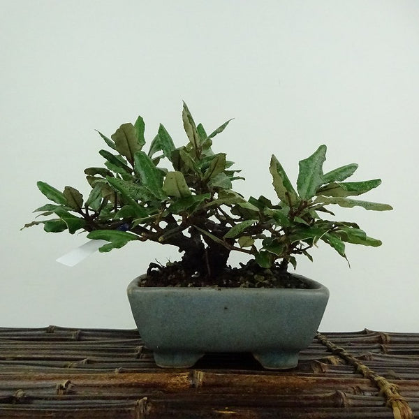 盆栽 寒茱萸 樹高 約11cm かんぐみ Elaeagnus カングミ グミ科 常緑樹 鑑賞用 観賞用 小品 o1200523004