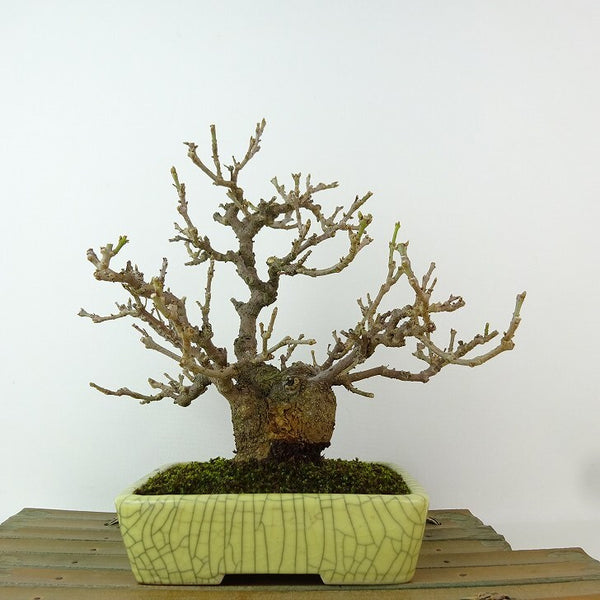 盆栽 ライラック 樹高 約21cm らいらっく Syringa vulgaris モクセイ科 ハシドイ属 落葉樹 観賞用 x1200508856