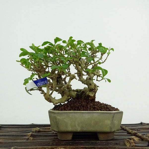盆栽 水蝋樹 樹高 約9cm いぼたのき Ligustrum obtusifolium イボタノキ モクセイ科 イボタノキ属 落葉樹 鑑賞用 観賞用 小品 j1200513067