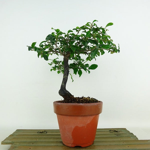 盆栽 常盤柿 樹高 約18cm ときわがき Diospyros morrisiana トキワガキ 柿 カキノキ科 常緑広葉樹 観賞用 小品 j1200516451