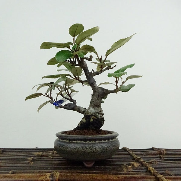 盆栽 寒茱萸 樹高 約12cm かんぐみ Elaeagnus カングミ グミ科 常緑樹 鑑賞用 観賞用 小品 o1200519764