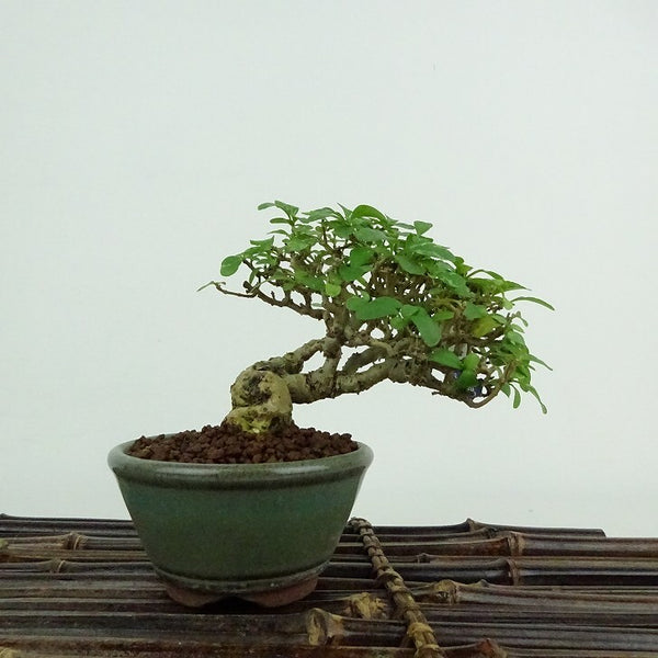 盆栽 水蝋樹 樹高 約8cm いぼたのき Ligustrum obtusifolium イボタノキ モクセイ科 イボタノキ属 落葉樹 鑑賞用 観賞用 小品 b1200516309