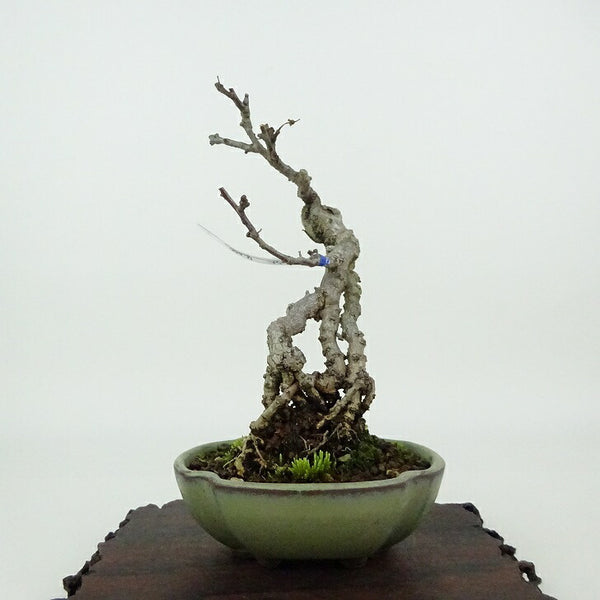 盆栽 蔓梅擬 樹高 約11cm つるうめもどき 根上り つる性 ニシキギ科 ツルウメモドキ属 落葉樹 観賞用 小品 n1200919338