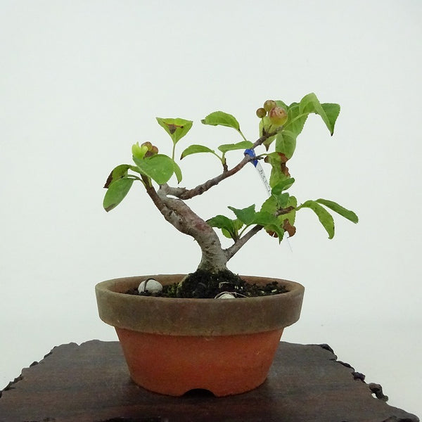 盆栽 海棠 樹高 約10cm かいどう Malus micromalus カイドウ バラ科 落葉樹 鑑賞用 観賞用 小品 f1201116874