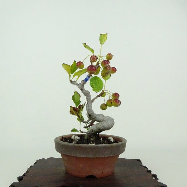 盆栽 海棠 樹高 約14cm かいどう Malus micromalus カイドウ バラ科 落葉樹 鑑賞用 観賞用 小品 k1201117624