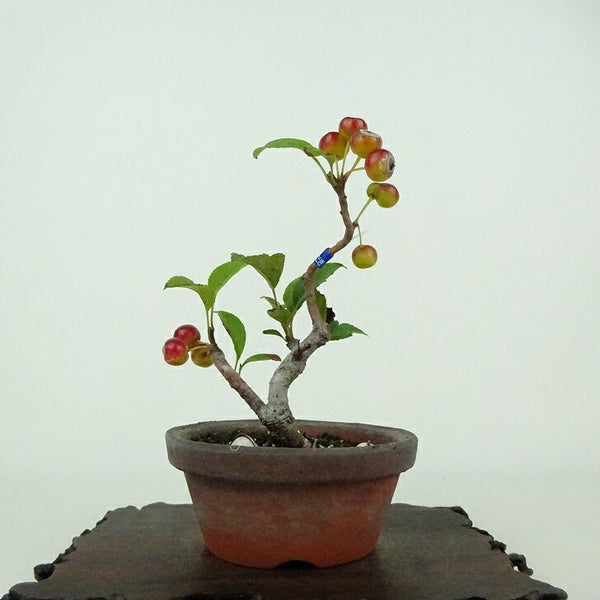 盆栽 海棠 樹高 約11cm かいどう Malus micromalus カイドウ バラ科 落葉樹 鑑賞用 観賞用 小品 j1201122688